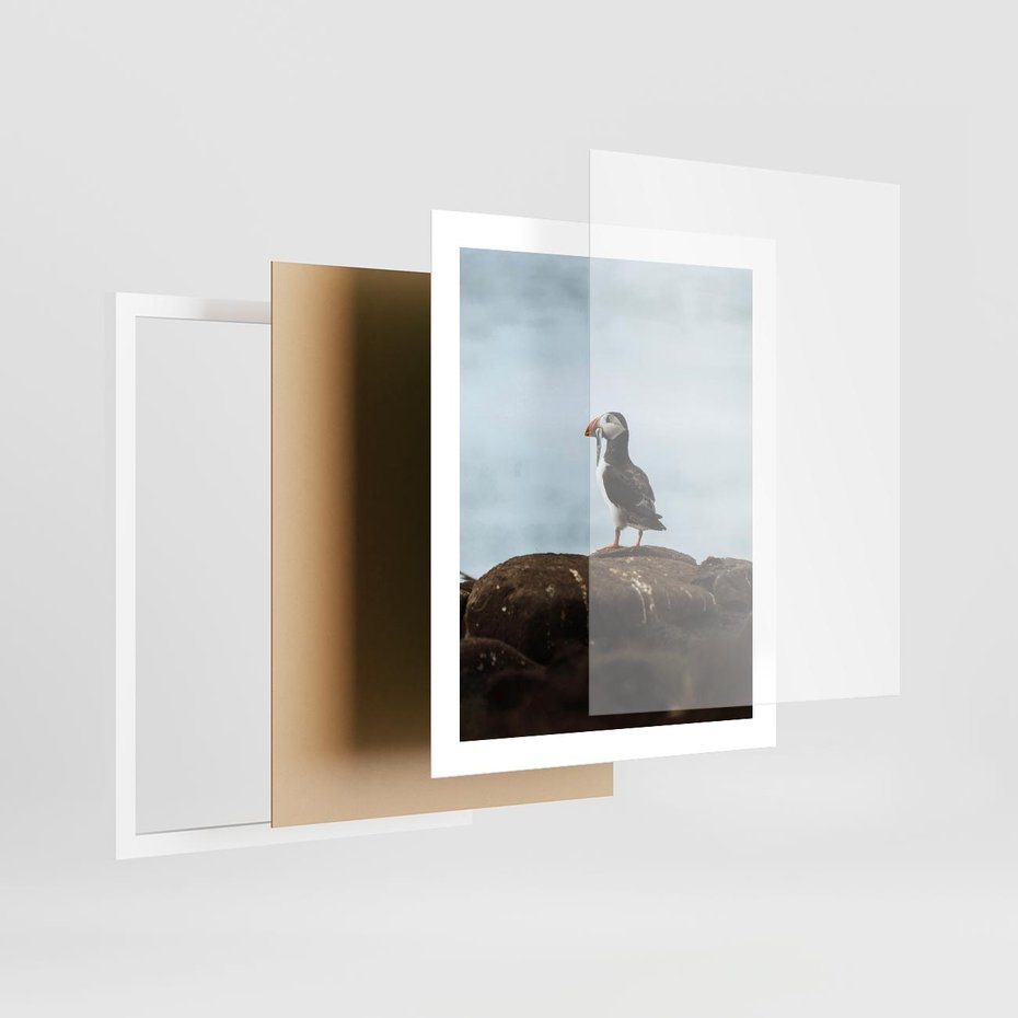 Plakat w ramie 40x50 - Portret Ptaka Morskiego - maskonur, ptak - rama biała