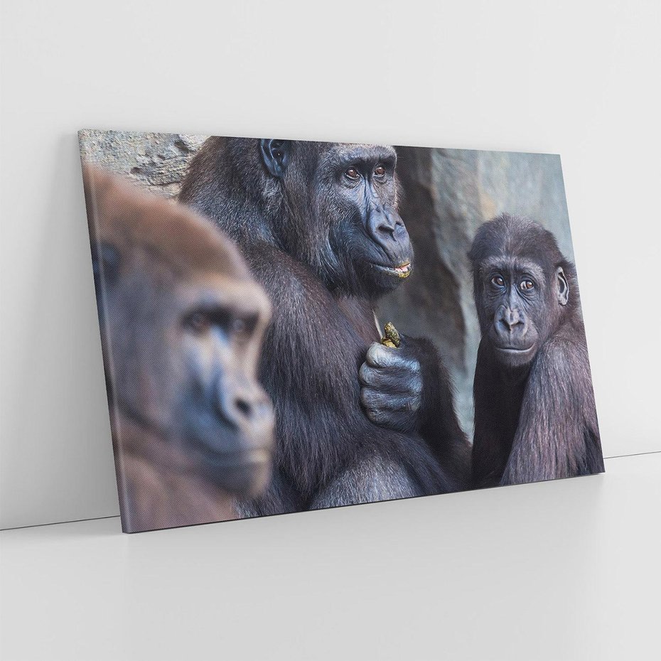 Obraz na płótnie 120x80 - Małpy w ich naturalnym środowisku - małpy, szympansy