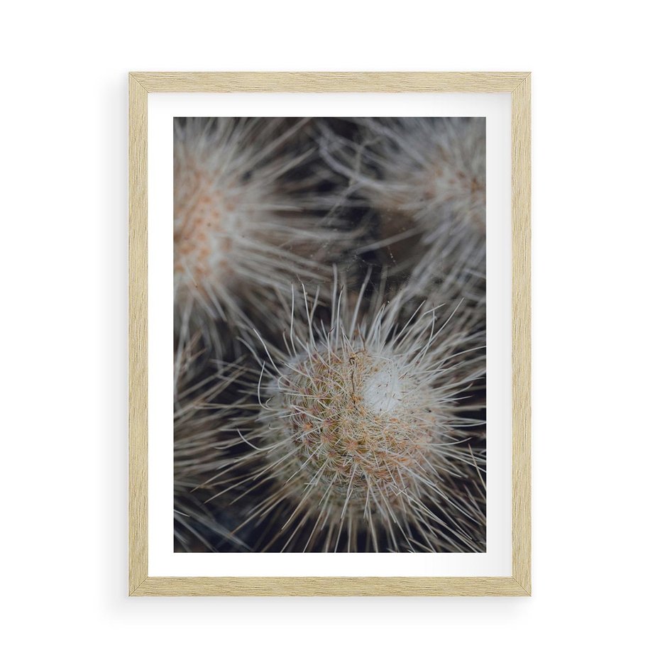 Plakat w ramie 50x70 - Ulotna Piękność Natury - makro, dmuchawce - rama drewno