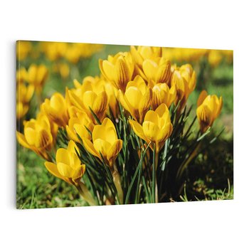 Obraz na płótnie 120x80 - Kwiatowe uniesienia natury - kwiat, kwiaty