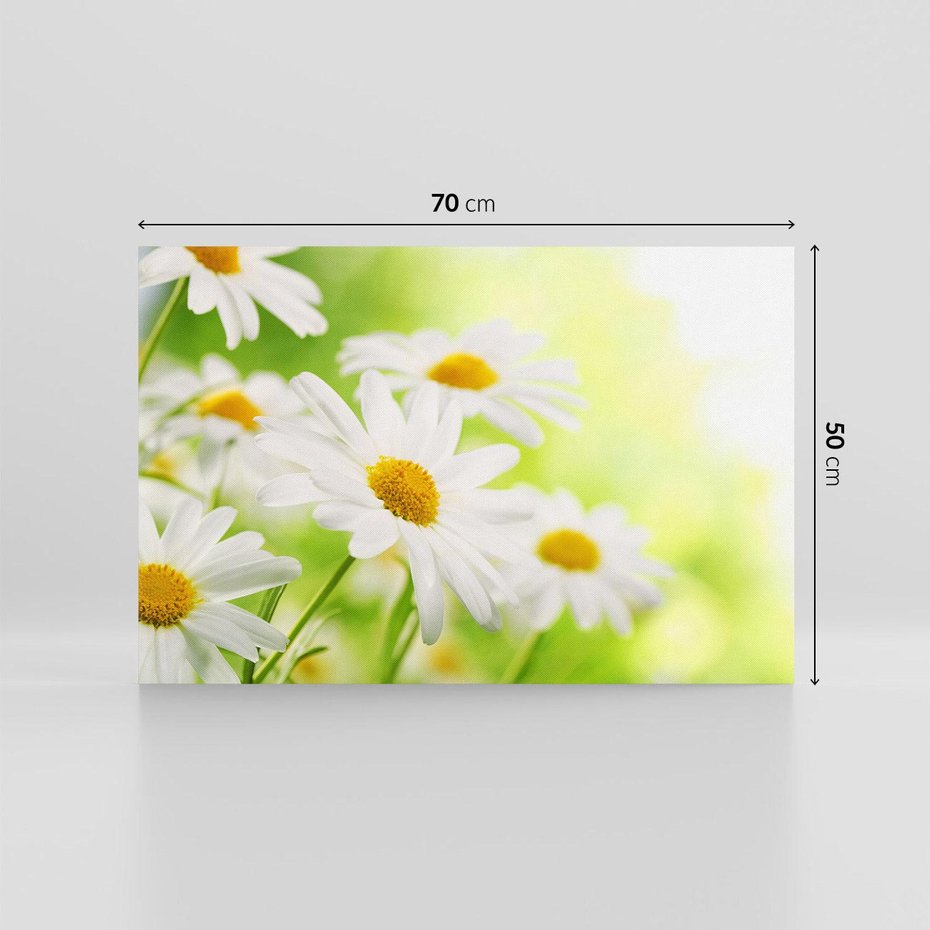 Obraz na płótnie 70x50 - Stokrotka: delikatność natury - stokrotka, kwiat