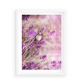 Plakat w ramie 50x70 - Majestat lawendy: fioletowe pola - lawenda, fiolet - rama biała