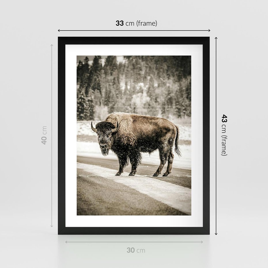 Plakat w ramie 30x40 - Spotkanie z Żubrem na Leśnej Drodze - żubr, las - rama czarna