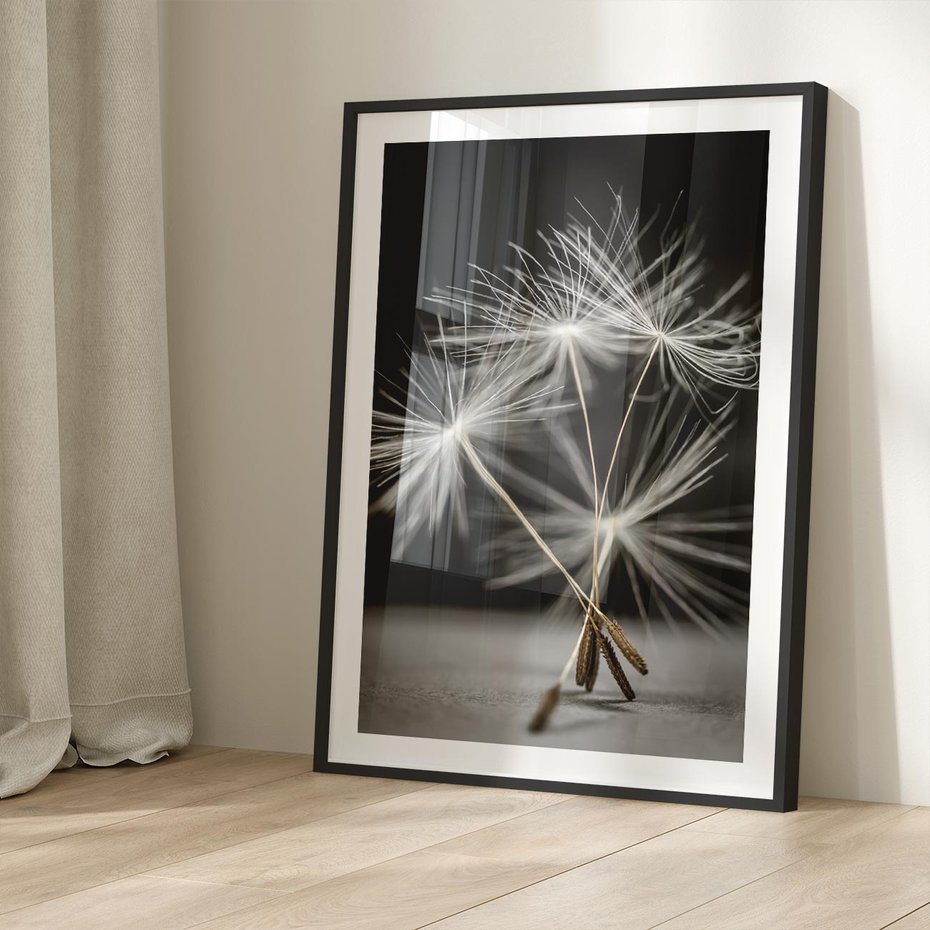 Plakat bez ramy 40x50 - Delikatność dmuchawców zbliżenie - dmuchawce, zbliżenie