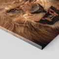 Obraz na płótnie 50x50 - Władca Sawanny - lew, sawanna