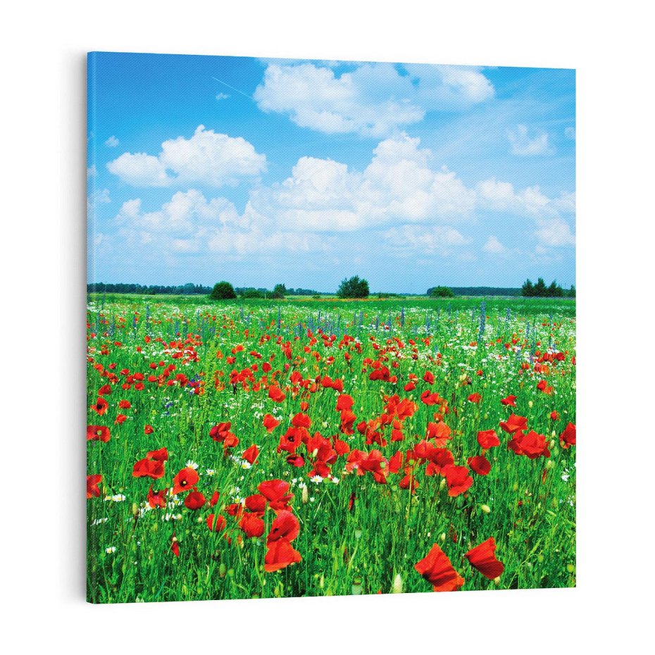 Obraz na płótnie 50x50 - Kolorowa łąka pełna maku - łąka, maki