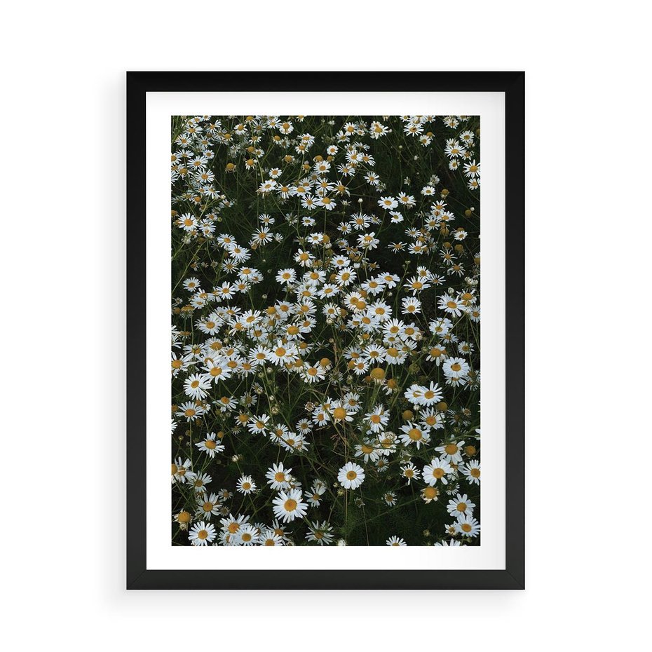 Plakat w ramie 50x70 - Stokrotkowa Idylla na Łące - łąka, stokrotki - rama czarna