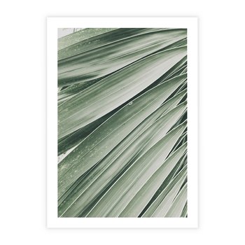 Plakat bez ramy 40x50 - Tropikalna Oaza - zielony liść palmy, zieleń