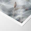Plakat bez ramy 30x40 - Piękno w Delikatności - dmuchawiec, makro zdjęcie