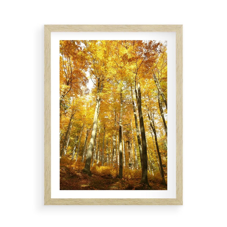 Plakat w ramie 50x70 - Jesienny Las - Kolorowa Paleta Natury - jesień, drzewa - rama drewno