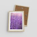Plakat w ramie 30x40 - Fioletowa harmonia lawendy - lawenda, fiolet - rama drewno