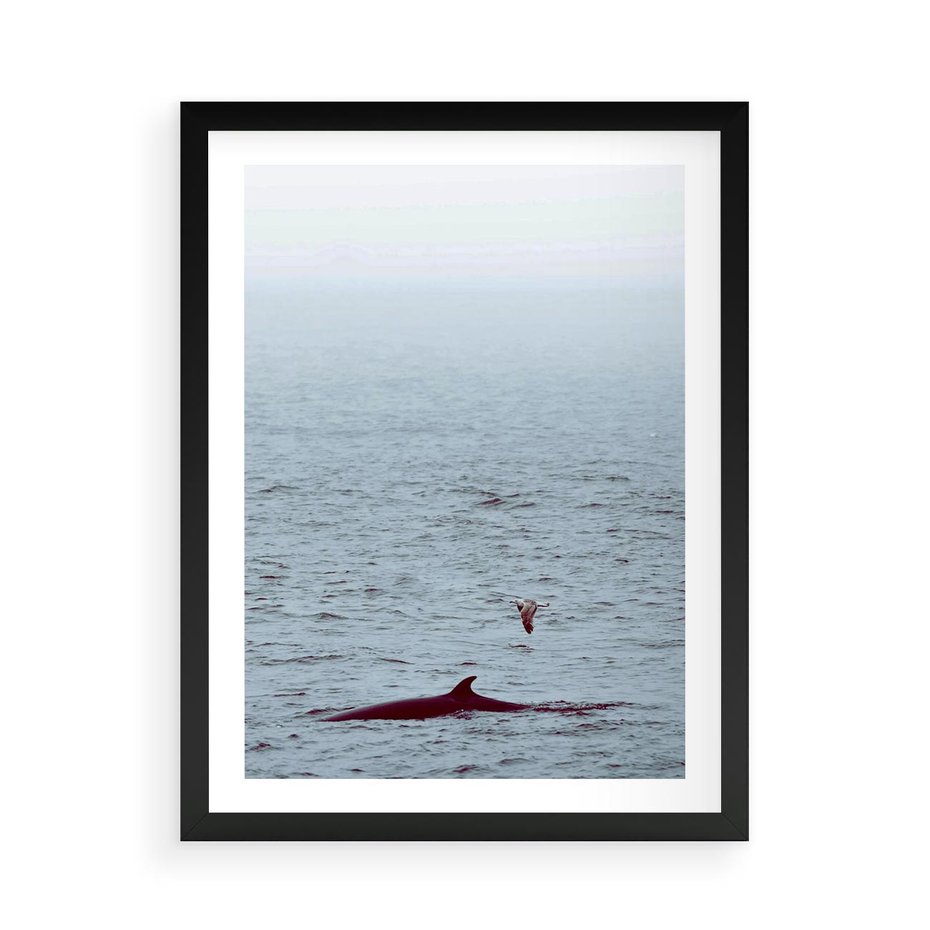 Plakat w ramie 50x70 - Spotkanie z Orką - morze, ocean - rama czarna