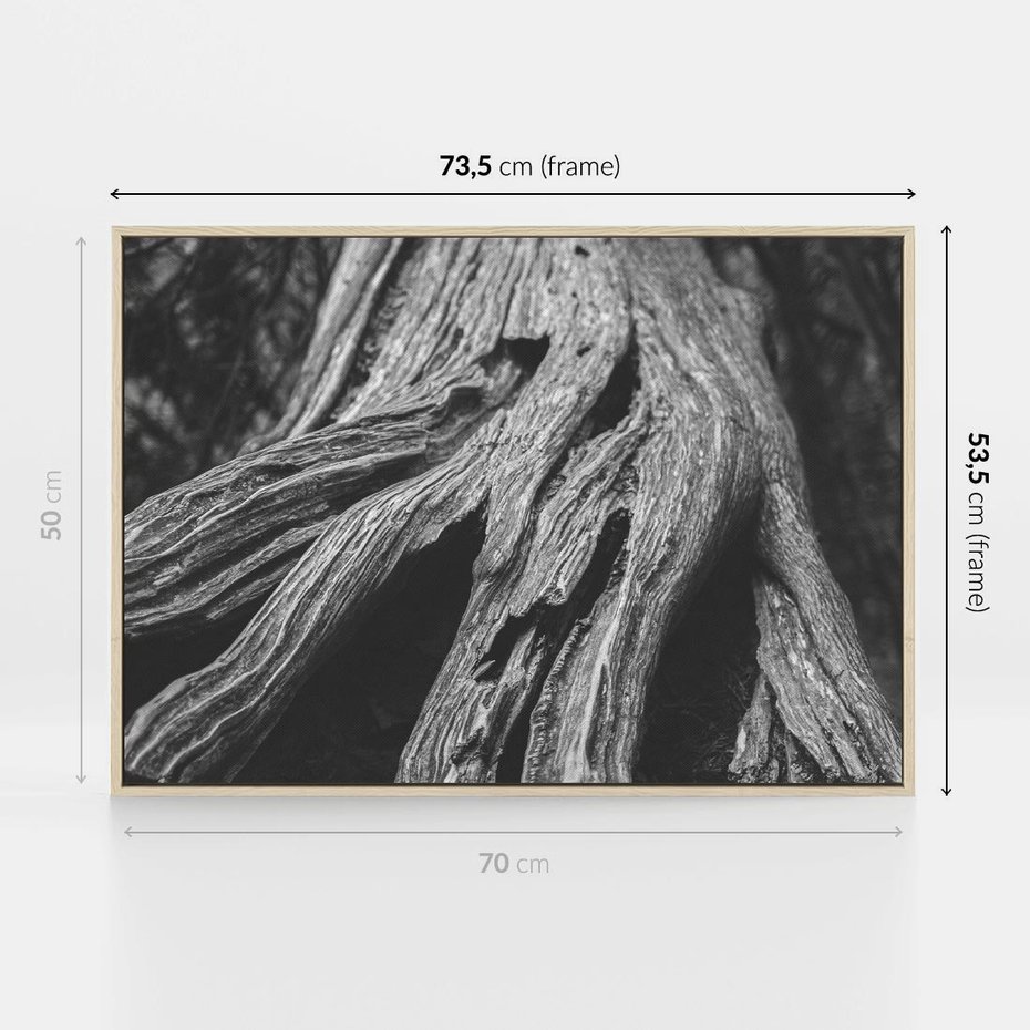 Obraz w ramie 70x50 - Siła Natury - czarno biała fotografia, korzenie wielkiego drzewa - rama drewno