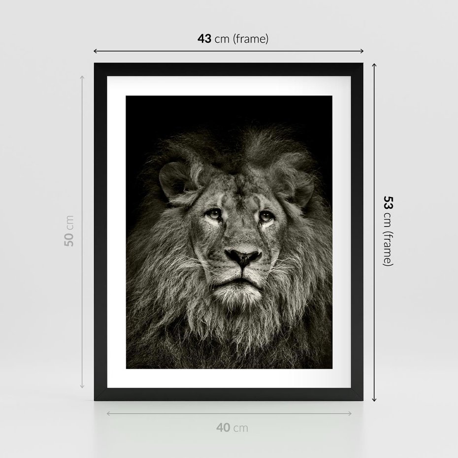 Plakat w ramie 40x50 - Moc lewego spojrzenia - lew, czarno - rama czarna