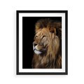 Plakat w ramie 40x50 - Władca Dzikiej Przyrody - lew, król - rama czarna