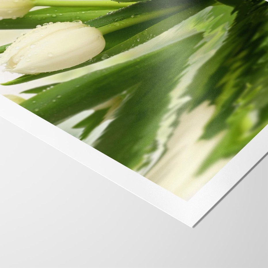 Plakat bez ramy 50x70 - Białe Piękno - białe, tulipany