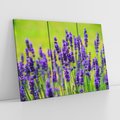 Obraz na płótnie 120x80 - Lawenda w naturze - lawenda, kwiaty