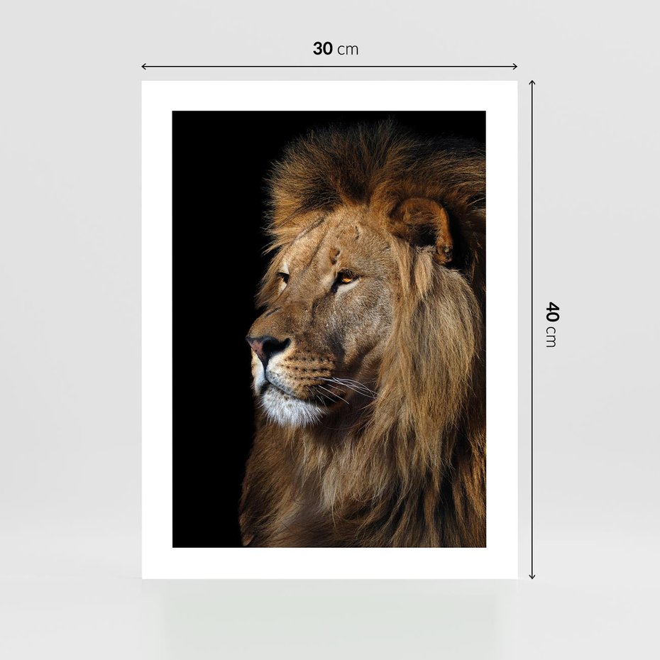 Plakat bez ramy 30x40 - Władca Dzikiej Przyrody - lew, król