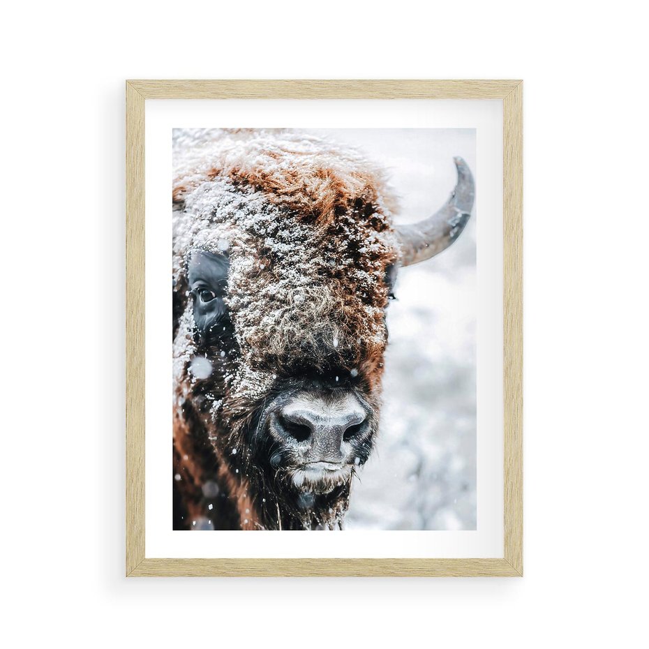 Plakat w ramie 40x50 - Żubr w Krainie Śniegu - żubr, zima - rama drewno