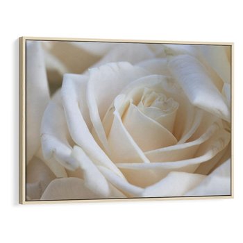 Obraz w ramie 120x80 - Białe róże piękności - białe, róże - rama drewno