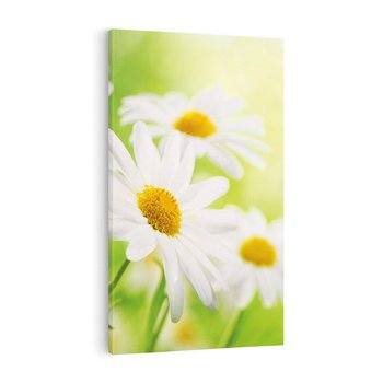 Obraz na płótnie 80x120 - Stokrotka: delikatność natury - stokrotka, kwiat