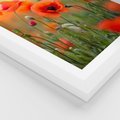 Plakat w ramie 40x50 - Makowa Pasja - maki, kwiaty - rama biała