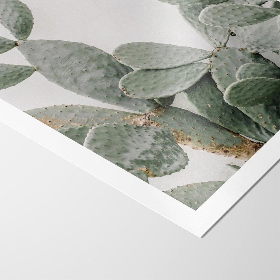 Plakat bez ramy 21x30 - Imponujący Kaktus - duży kaktus, opuncja