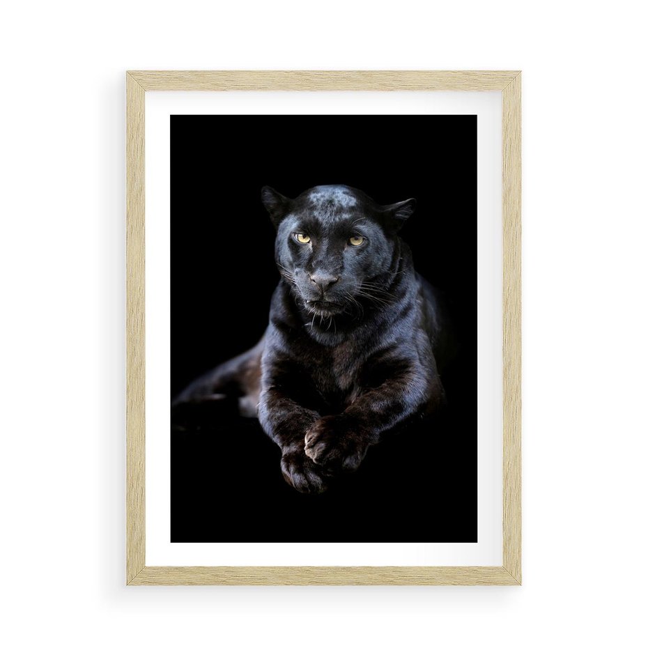 Plakat w ramie 50x70 - Czarna pantera: majestat i siła - czarna, pantera - rama drewno