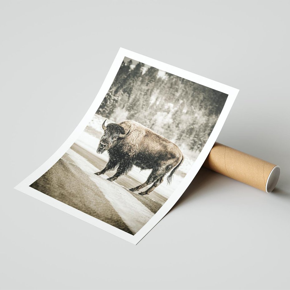 Plakat bez ramy 30x40 - Spotkanie z Żubrem na Leśnej Drodze - żubr, las
