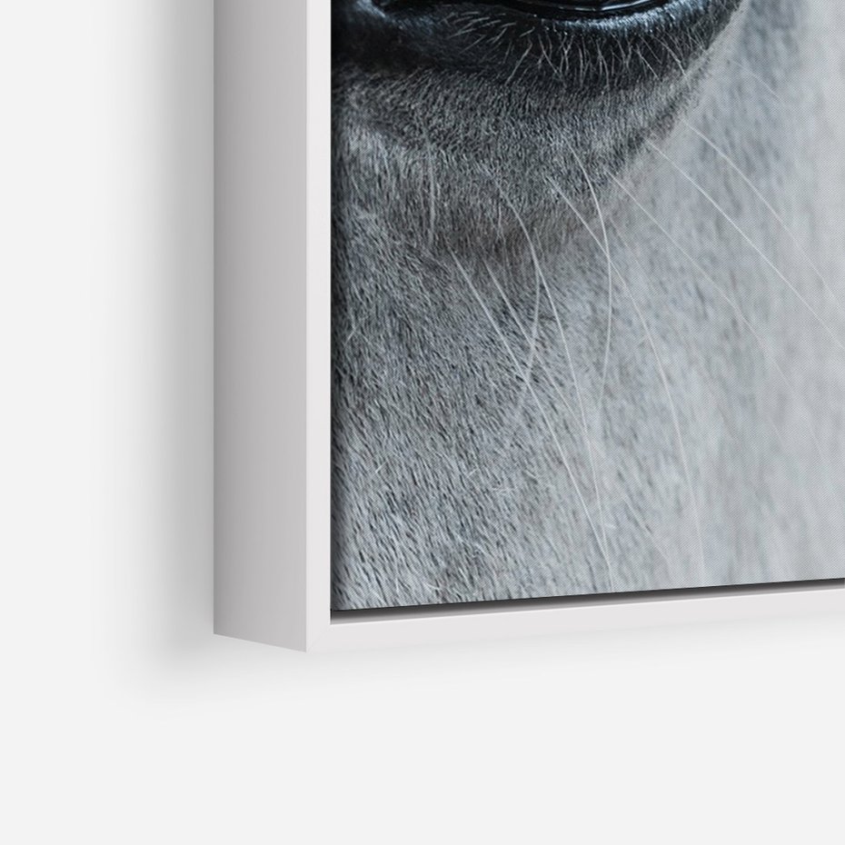 Obraz w ramie 50x70 - Oko Mocy - czarno białe zdjęcie, zbliżenie makro na oko konia - rama biała