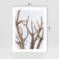 Plakat bez ramy 30x40 - Pustynna Harmonia Gałęzi - pustynna roślina, suche gałęzie