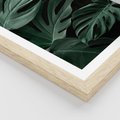Plakat w ramie 50x70 - Zielone Liście Monstery w Dżungli - zielone liście monstery, dżungla - rama drewno