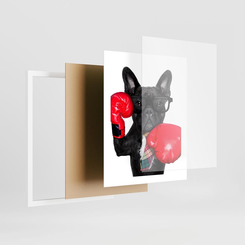 Plakat w ramie 40x50 - Boksujący mops - pies - boks, mops - rama biała