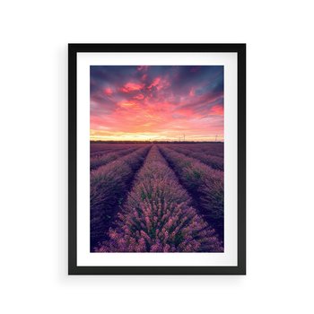 Plakat w ramie 50x70 - Różowe Niebo nad Polami - pola lawendy, zachód słońca - rama czarna