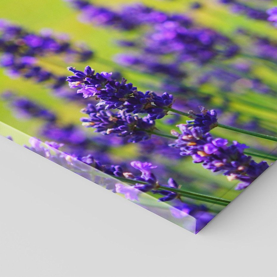 Obraz na płótnie 140x70 - Lawenda w naturze - lawenda, kwiaty