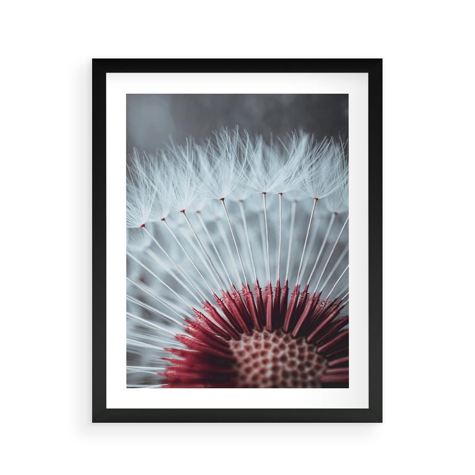 Plakat w ramie 40x50 - Dmuchawiec w Detalu - dmuchawiec, zdjęcie makro - rama czarna