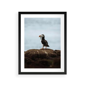 Plakat w ramie 50x70 - Portret Ptaka Morskiego - maskonur, ptak - rama czarna
