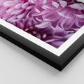 Plakat w ramie 50x70 - Fioletowy zawrót głowy - kwiat, różowy kwiat - rama czarna
