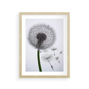 Plakat w ramie 30x40 - Lekkość Przemijania - dmuchawiec, makro - rama drewno