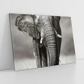 Obraz na płótnie 120x80 - Majestatyczny słoń Afryki - słoń, Afryka