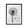 Plakat w ramie 30x40 - Lekkość Przemijania - dmuchawiec, makro - rama czarna