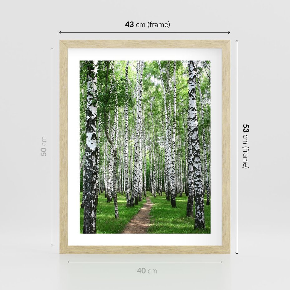 Plakat w ramie 40x50 - Magia lasu pełnego brzóz - las, brzozy - rama drewno