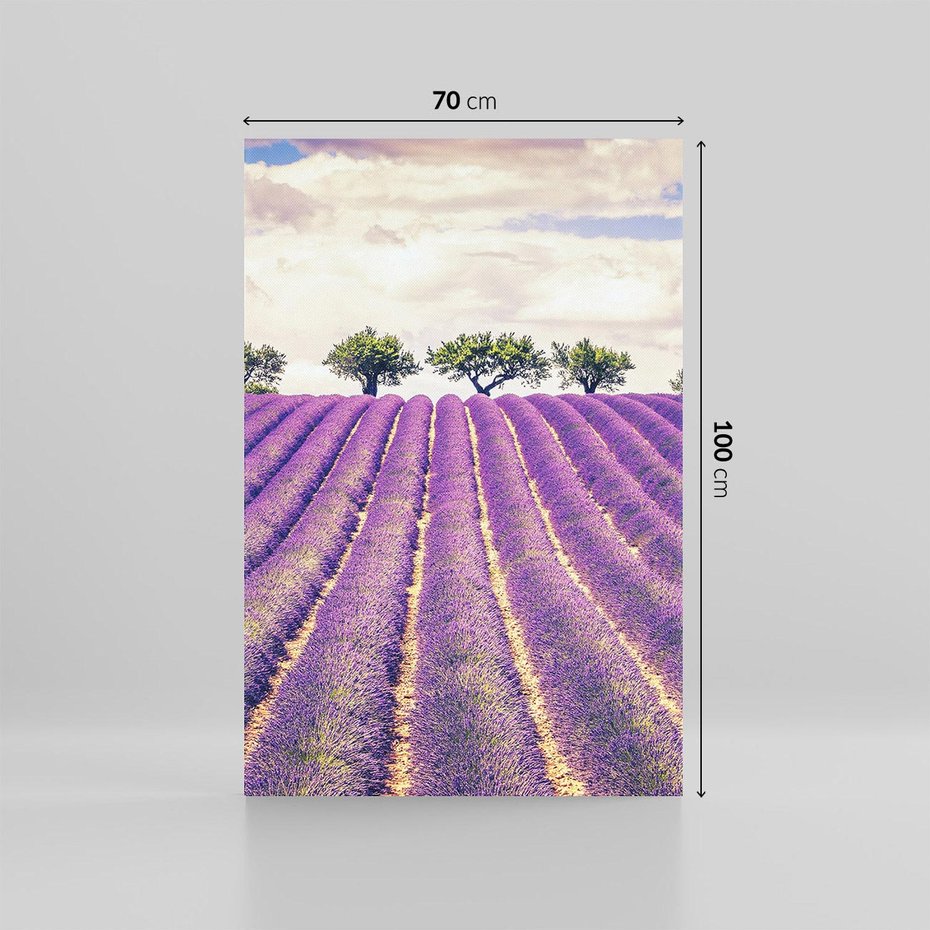 Obraz na płótnie 70x100 - Uroda Lawendy: Kwiatowy Cud Natury - lawenda, kwiaty