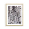 Plakat w ramie 40x50 - Lśniące Brzozy - brzozy, las - rama drewno