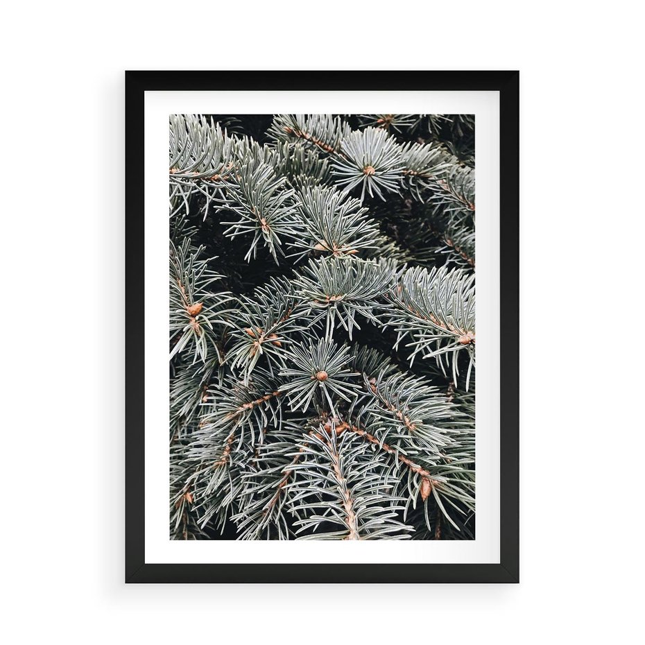 Plakat w ramie 50x70 - Zima na Gałęziach - sosnowe gałęzie, igły - rama czarna