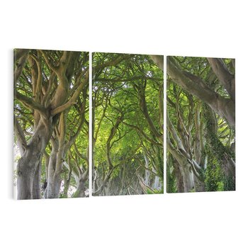 Obraz na płótnie 120x80 - Magiczny Las - drzewa, las