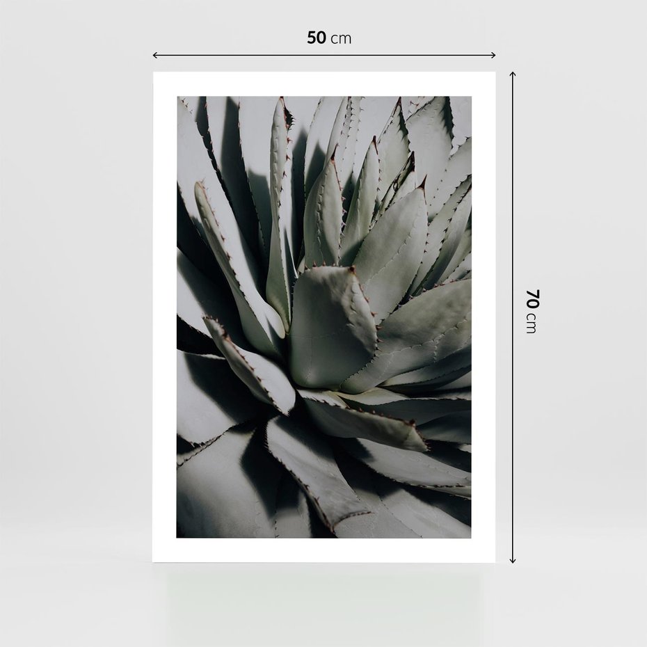 Plakat bez ramy 50x70 - Sukulenty wśród kaktusów - sukulenty, kaktusy