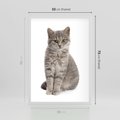 Plakat w ramie 50x70 - Kocie uroki na płótnie - kot, kotek - rama biała
