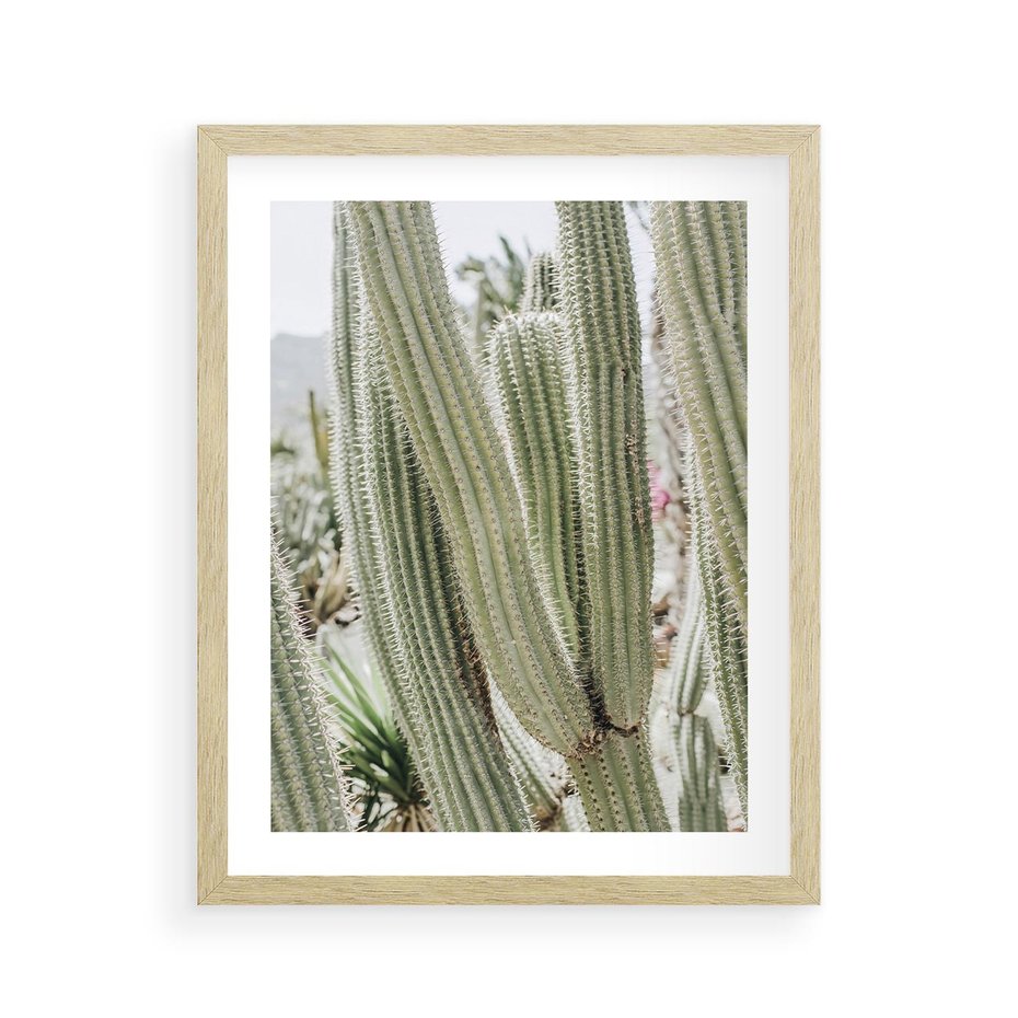 Plakat w ramie 40x50 - Duże Kaktusy w Pejzażu - kaktus, duże kaktusy na pustyni - rama drewno