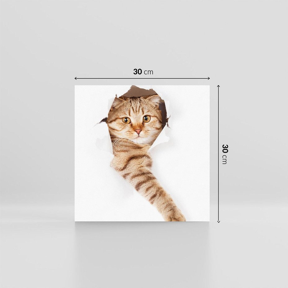 Obraz na płótnie 30x30 - Kot w Dziurze - kot, dziura